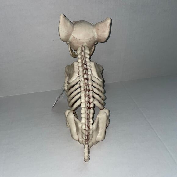 10" SITTING PIG SKELETON SPOOKY BONEZ DEAD ANIMAL PROP DECORATION NEW - Picture 5 of 6